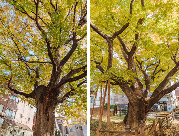 송파구는 오는 11월2일 600년 역사를 간직한 문정1동 느티나무를 주제로 한 문화축제를 개최한다. 사진은 문정1동 주민센터 옆에 있는 수령 600년 느타나무 2그루.