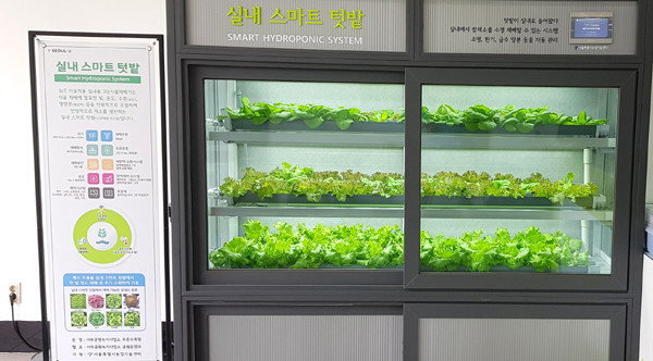 서울시 농업기술센터는 사물인터넷(IoT) 기술을 적용해 인공광원과 물 등을 원격 제어해 계절이나 장소에 관계없이 연중 안정적인 채소 생산이 가능한 ‘식물재배기’를 보급한다.