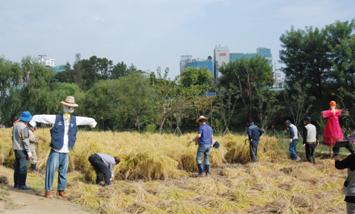 송파구시설관리공단은 12일 성내천 둔치 벼농사 체험장에서 지역주민들이 참여한 가운데 추수 행사를 가졌다. 사진은 벼 수확 모습.