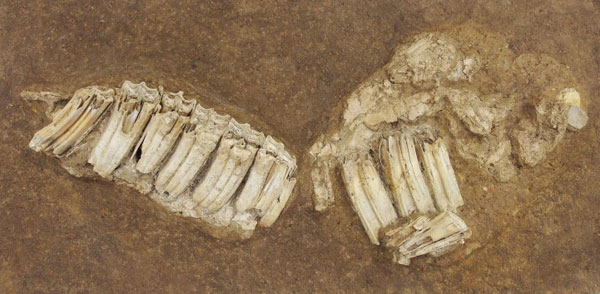 한성백제박물관이 지난 10년간의 몽촌토성 발굴조사 과정에서 출토된 800여점의 동물 뼈에 대한 자연과학 분석을 실시한다. 사진은 말 위턱 뼈.