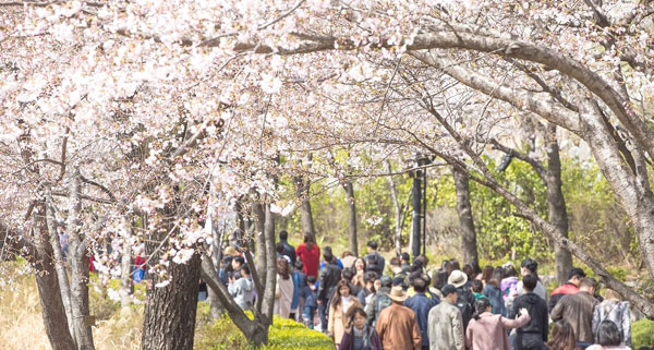 송파구는 3월27일부터 31일까지 5일간 서울의 대표 벚꽃 명소인 석촌호수에서 ‘호수벚꽃축제’를 개최한다. 사진은 만개한 벚꽃 구경에 나선 상춘객들.